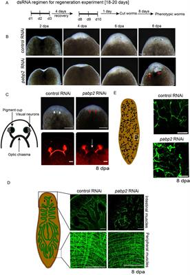 Poly (A) binding protein 2 is critical for stem cell differentiation during regeneration in the planarian Schmidtea mediterranea